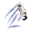 Katzen Wohnung
