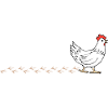 Huhn, Hahn, Nutztier, Watschhuhn