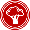 Broccoli Vegetables
