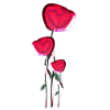 rose fleur