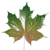 Ahornblatt