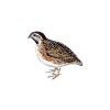 quail whisperer, quail