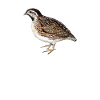 quail whisperer, quail