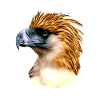 Philippine Eagle