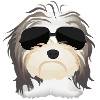 Havanese with sunglasses Dog owners