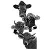 Four heads of four cows
