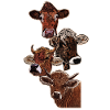 Quatre têtes de quatre vaches
