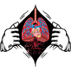 Heart, lungs, heart-lung system