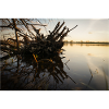 Root wood in the sunset