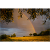 Prairie dorée avec arc-en-ciel