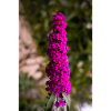 Steadfast lilac