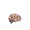 Tankwart Anatomie