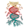 DNA Strand Sequence Biology Sciences