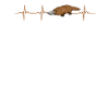 Platypus heartbeat