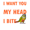 Molinasittich Parrot Bird Sun Parakeet