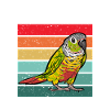 Molinasittich Parrot Bird Sun Parakeet