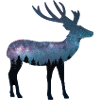 Reindeer
