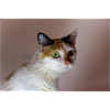 le chat au doux regard