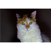 le chat au doux regard