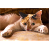 the cat
