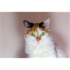 le chat au doux regard