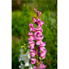 Snapdragon