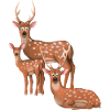 Axis deer family