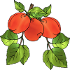 Apples