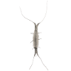 Insekt I