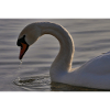 Swan Photography