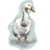 Goose Illustration