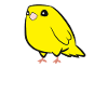 Yellow Canary Canary Mère