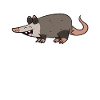 Opossums Tierisch Lustig Opossumflüsterer
