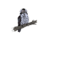 Funny Kookaburra saying