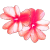 calibra