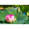Water lily