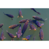 Koi