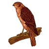 Kestrel
