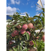 Apple Crete