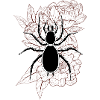 Spider and peonies