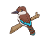 Kawaii Kookaburra