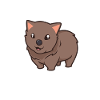 Kawaii Wombat