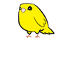 Yellow Canary Bird Canary Dad