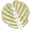 Leaf Alder / KHAKI