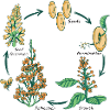 Flowers and Plant Life Cycle