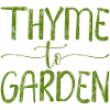 Thym au jardin 4