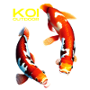 KOI outdoor