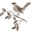 Oiseau