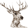 Hirsch