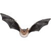 Night Bat Wing Design